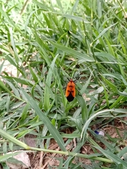 Oncopeltus varicolor stalii