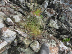 Sporobolus vaginiflorus