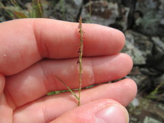 Sporobolus vaginiflorus