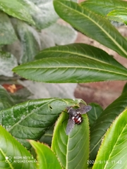 Cryptopalpus ornatus