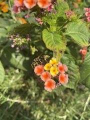 Polistes dominula