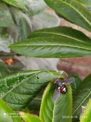 Cryptopalpus ornatus