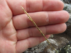 Sporobolus vaginiflorus