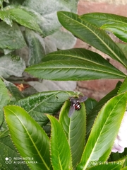 Cryptopalpus ornatus