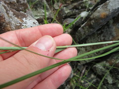 Sporobolus vaginiflorus