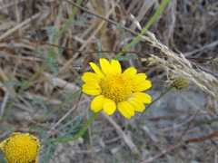 Anacyclus radiatus