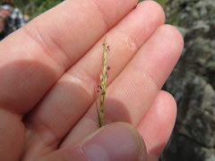 Sporobolus vaginiflorus