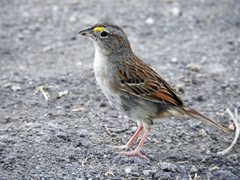 Ammodramus humeralis