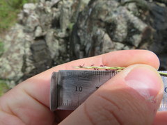 Sporobolus vaginiflorus