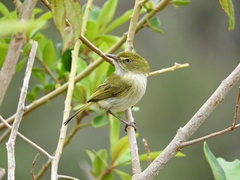 Hemitriccus nidipendulus