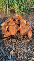 Desarmillaria caespitosa