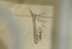 Feigeria scops
