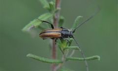 Neocrossidius trivittatus