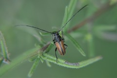 Neocrossidius trivittatus