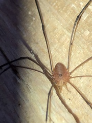 Leiobunum politum