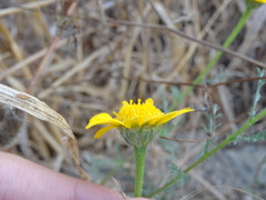 Anacyclus radiatus