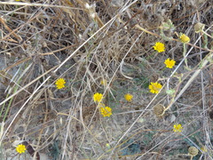 Anacyclus radiatus