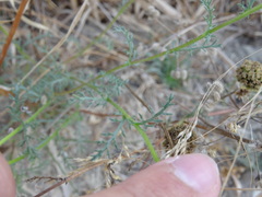 Anacyclus radiatus