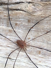 Leiobunum politum