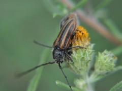 Neocrossidius trivittatus