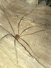 Leiobunum politum