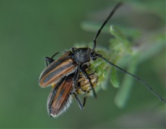 Neocrossidius trivittatus
