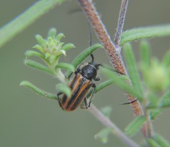 Neocrossidius trivittatus