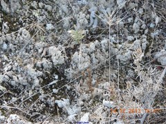 Gypsophila struthium