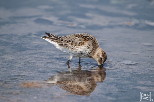 Dunlin
