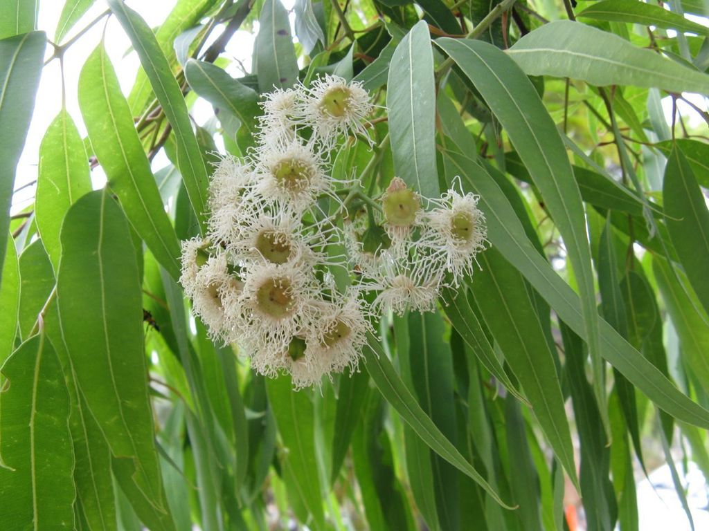 Gum Myrtle (LA Urban Forest Program) · iNaturalist