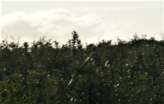 Pezoporus wallicus wallicus