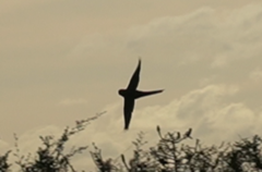 Pezoporus wallicus wallicus