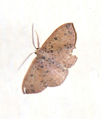 Semaeopus caecaria