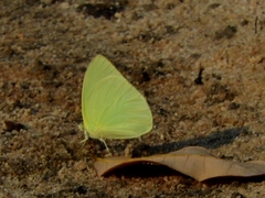 Aphrissa statira
