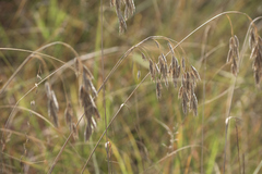 Bromus kalmii