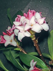 Daphne odora