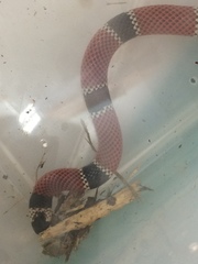 Micrurus corallinus