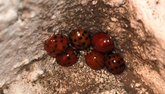 Harmonia axyridis