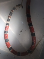 Micrurus corallinus