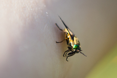 Chrysops relictus