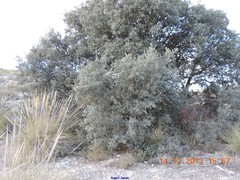 Macrochloa tenacissima