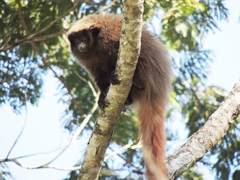 Callicebus nigrifrons