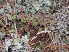 Helictochloa bromoides bromoides