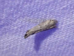 Ephestiodes gilvescentella