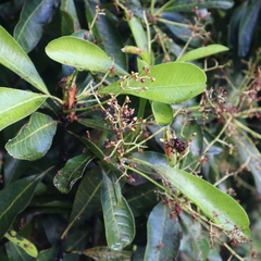 Buchanania arborescens