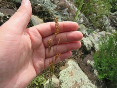 Juncus secundus