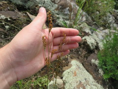 Juncus secundus