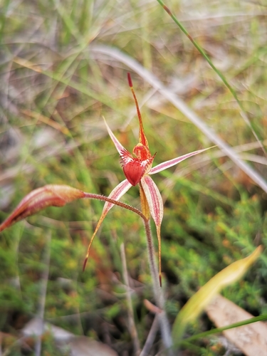 Image of Caladenia ampla by (c) Richard Dimon, some rights reserved (CC BY)