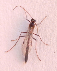 Ophioninae