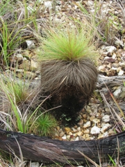 Bulbostylis paradoxa